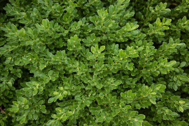 Buis ‘Green Velvet’ ( Buxus × ‘Green Velvet’)