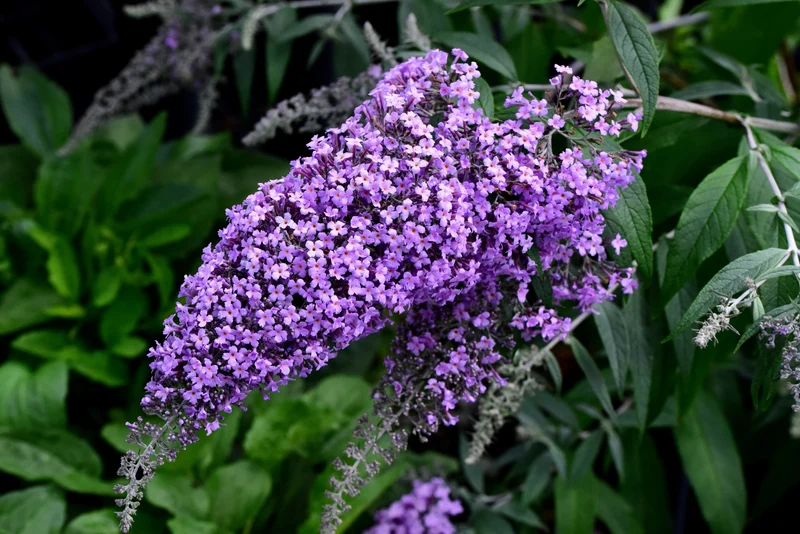 Arbre aux papillons ‘Purple Emperor’ ( Buddleja ‘Purple Emperor’)