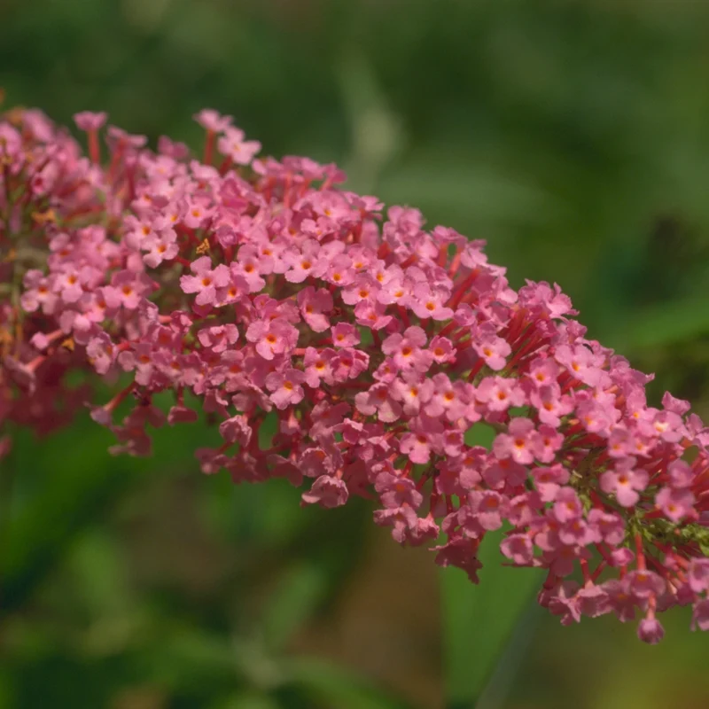 Arbre aux papillons ‘Pink Delight’ ( Buddleja ‘Pink Delight’)