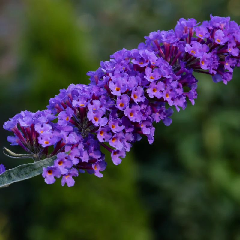 Arbre aux papillons ‘Nanho Blue’ ( Buddleja ‘Nanho Blue’)