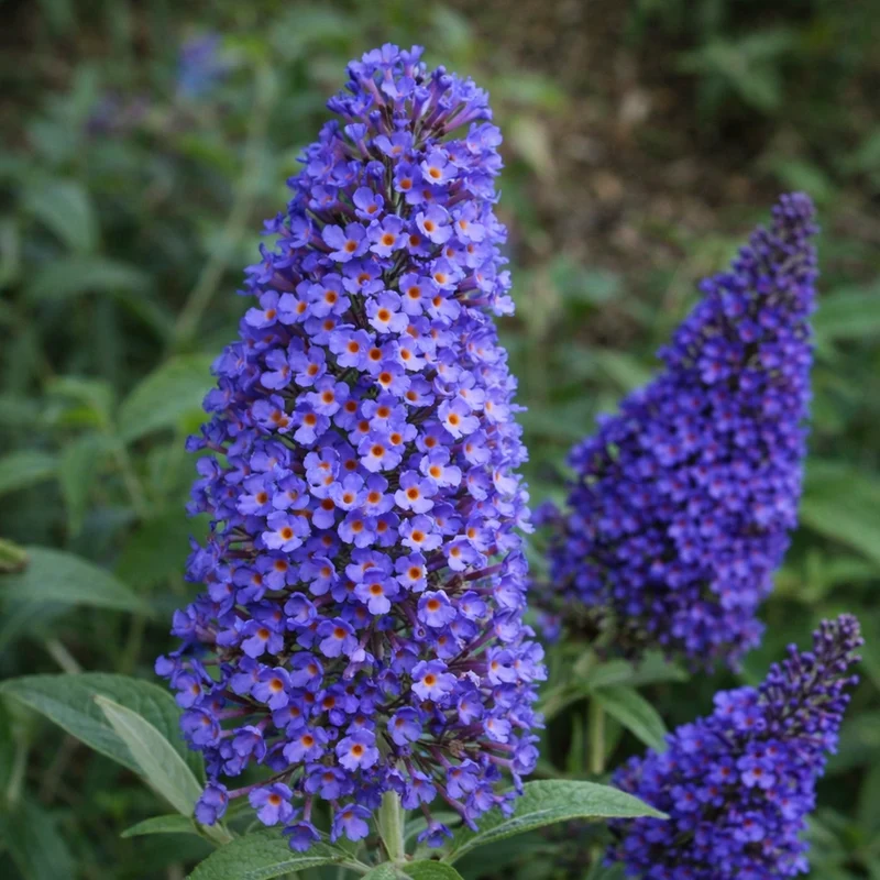 Arbre aux papillons ‘Ellen's Blue’ ( Buddleja ‘Ellen's Blue’)
