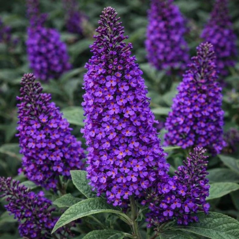 Arbre aux papillons ‘Chrysalis Purple’ ( Buddleja ‘Chrysalis Purple’)