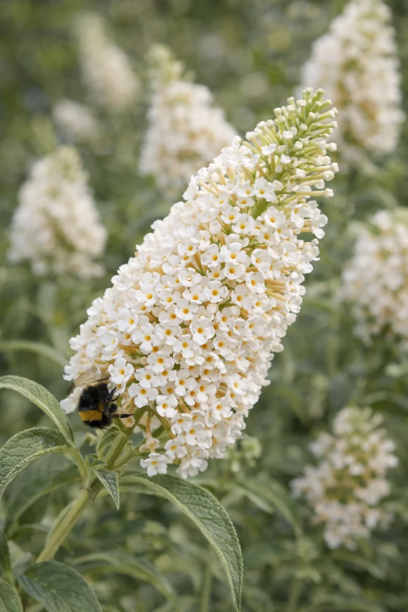 Arbre aux papillons ‘Buzz Ivory’ ( Buddleja ‘Buzz Ivory’)