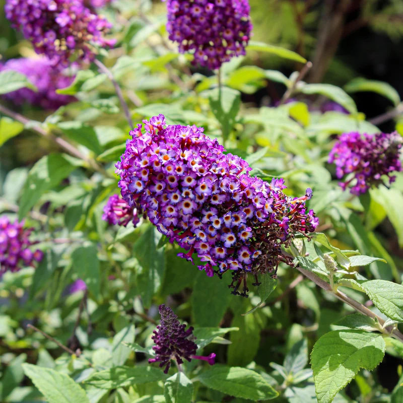 Arbre aux papillons ‘Blueberry Pie’ ( Buddleja ‘Blueberry Pie’)