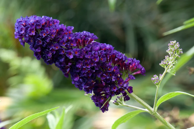 Arbre aux papillons ‘Black Knight’ ( Buddleja ‘Black Knight’)