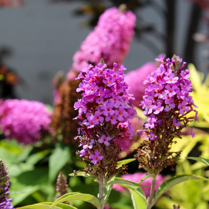 Arbre aux papillons ‘Birthday Cake’ ( Buddleja ‘Birthday Cake’)