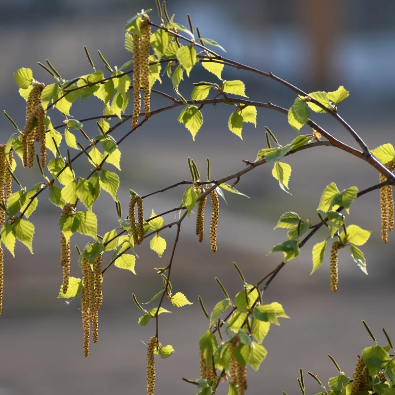 Bouleau colonnaire Parkland Pillar® ( Betula platyphylla ‘Jefpark’)