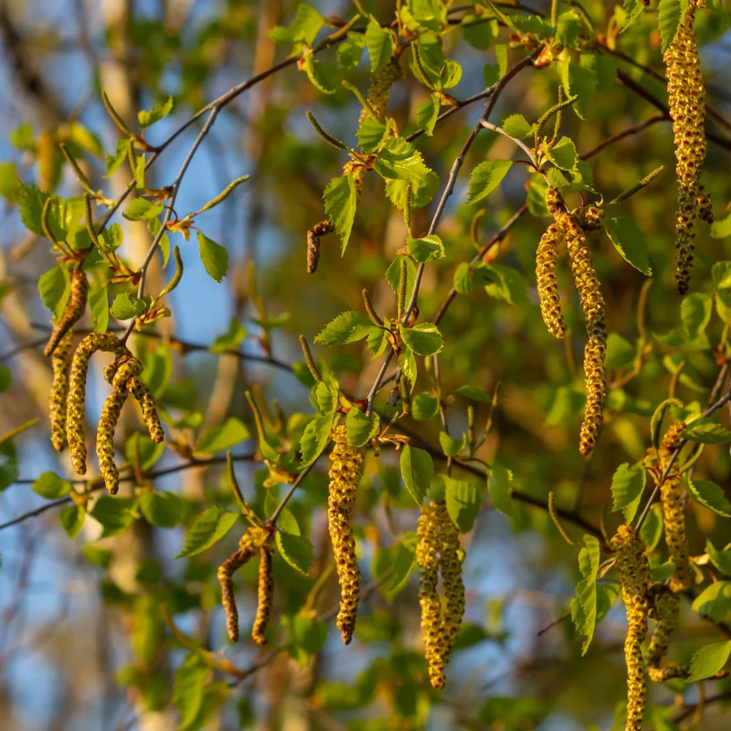 Bouleau noir ( Betula nigra )