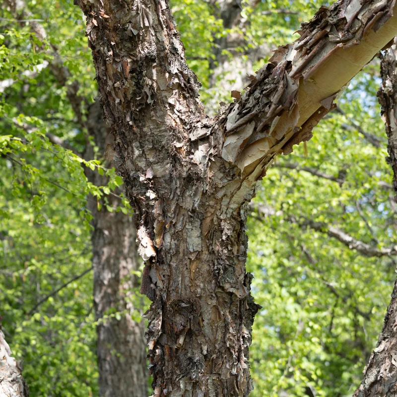 Bouleau noir ( Betula nigra )