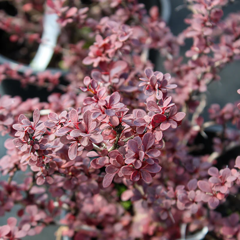 Épine-vinette ‘Royal Burgundy’ ( Berberis thunbergii ‘Royal Burgundy’)