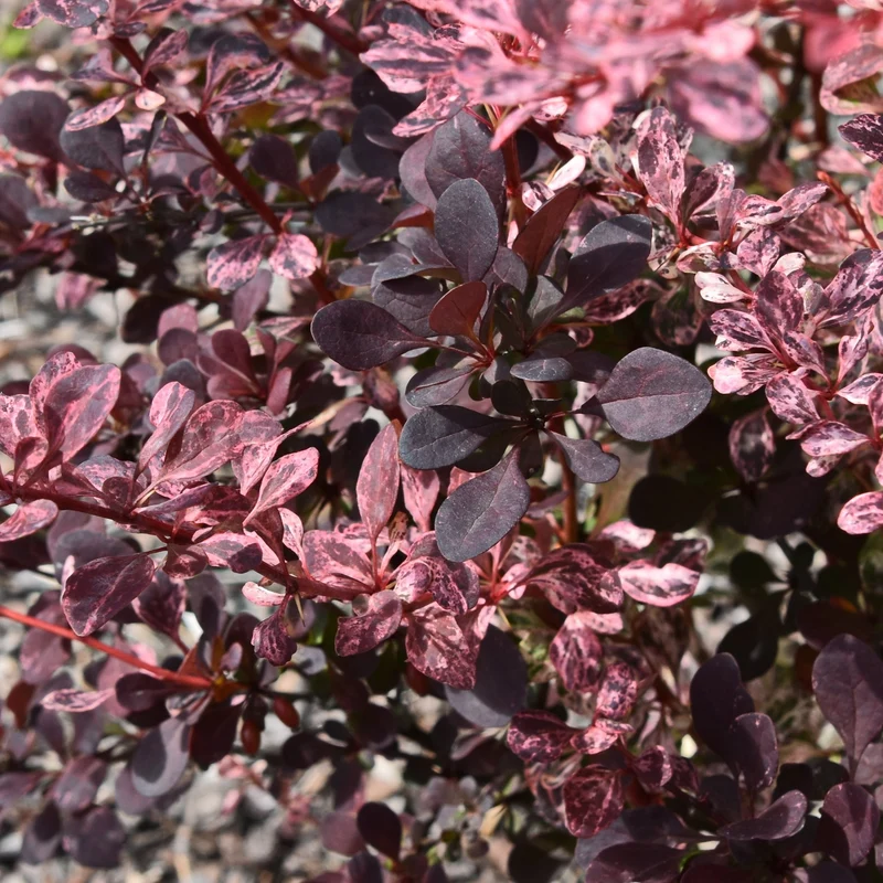 Épine-vinette ‘Rose Glow’ ( Berberis thunbergii ‘Rose Glow’)