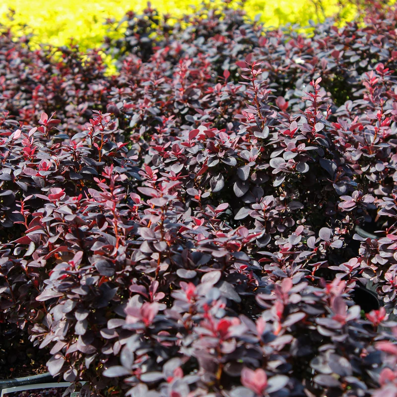 Épine-vinette ‘Concorde’ ( Berberis thunbergii ‘Concorde’)