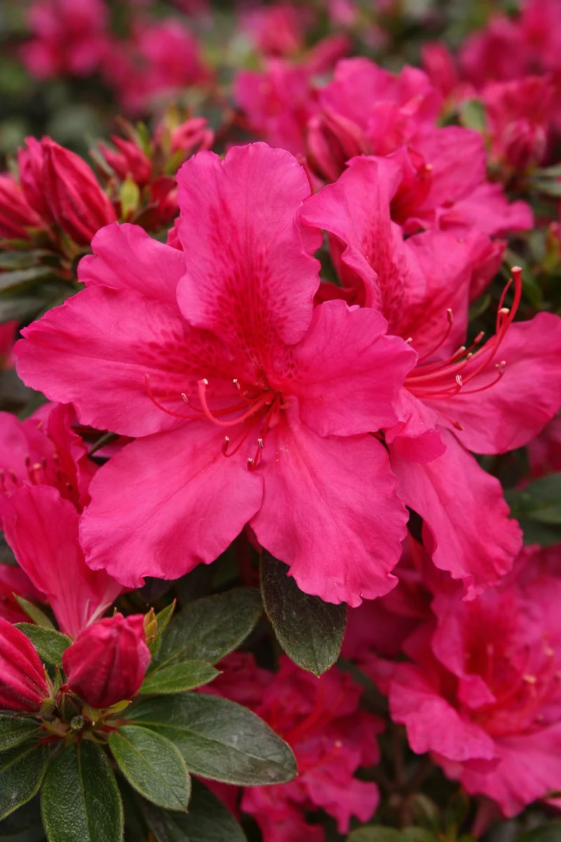 Azalée mollis ‘Girard's Rose’ ( Rhododendron ‘Girard's Rose’)