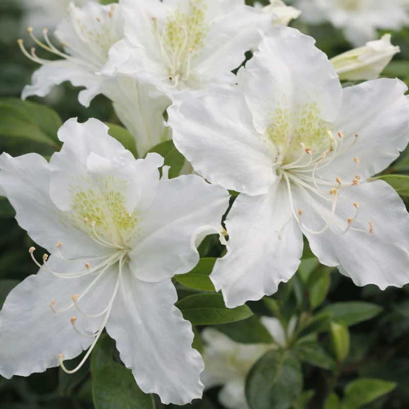 Azalée mollis ‘Girard's Pleasant White’ ( Rhododendron ‘Girard's Pleasant White’)