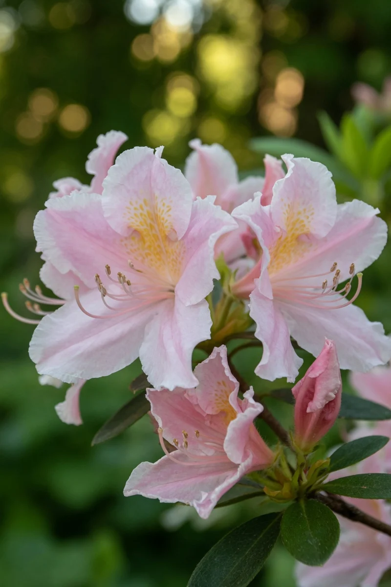 Azalée ‘Tri-Lights’ ( Rhododendron ‘Tri-Lights’)