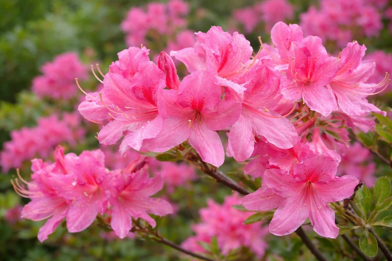 Azalée ‘Rosy Lights’ ( Rhododendron ‘Rosy Lights’)