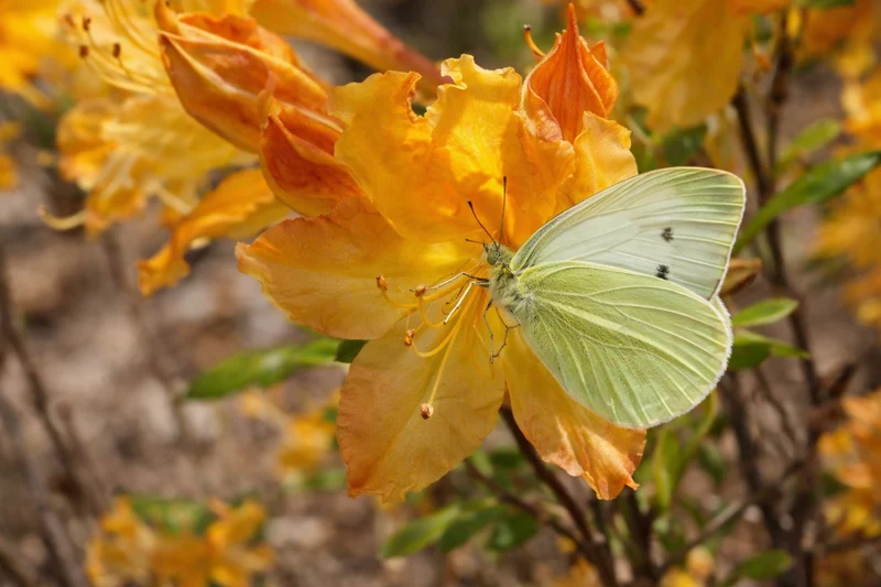 Azalée ‘Golden Lights’ ( Rhododendron ‘Golden Lights’)