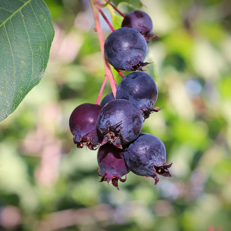Amélanchier ‘Smoky’ ( Amelanchier alnifolia ‘Smoky’)