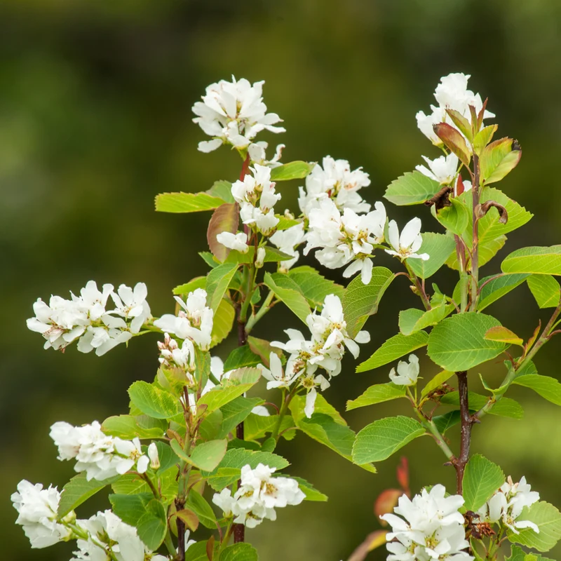 Amélanchier ‘Obelisk’ ( Amelanchier alnifolia ‘Obelisk’)