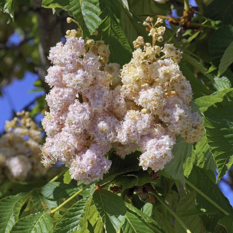 Marronnier d’Inde ‘Baumannii’ ( Aesculus hippocastanum ‘Baumannii’)