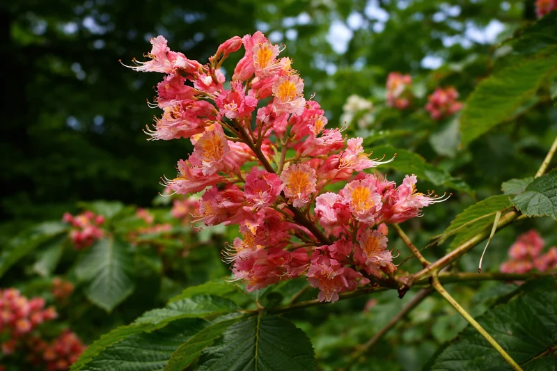 Marronnier rouge ‘Briotii’ ( Aesculus × carnea ‘Briotii’)