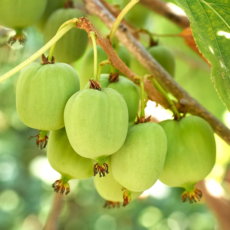 Kiwi rustique autofertile ‘Issai’ ( Actinidia arguta ‘Issai’)