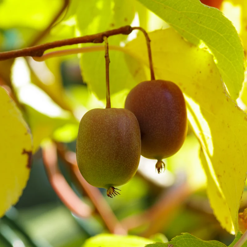 Kiwi rustique femelle ‘Anna’ ( Actinidia arguta ‘Anna’)