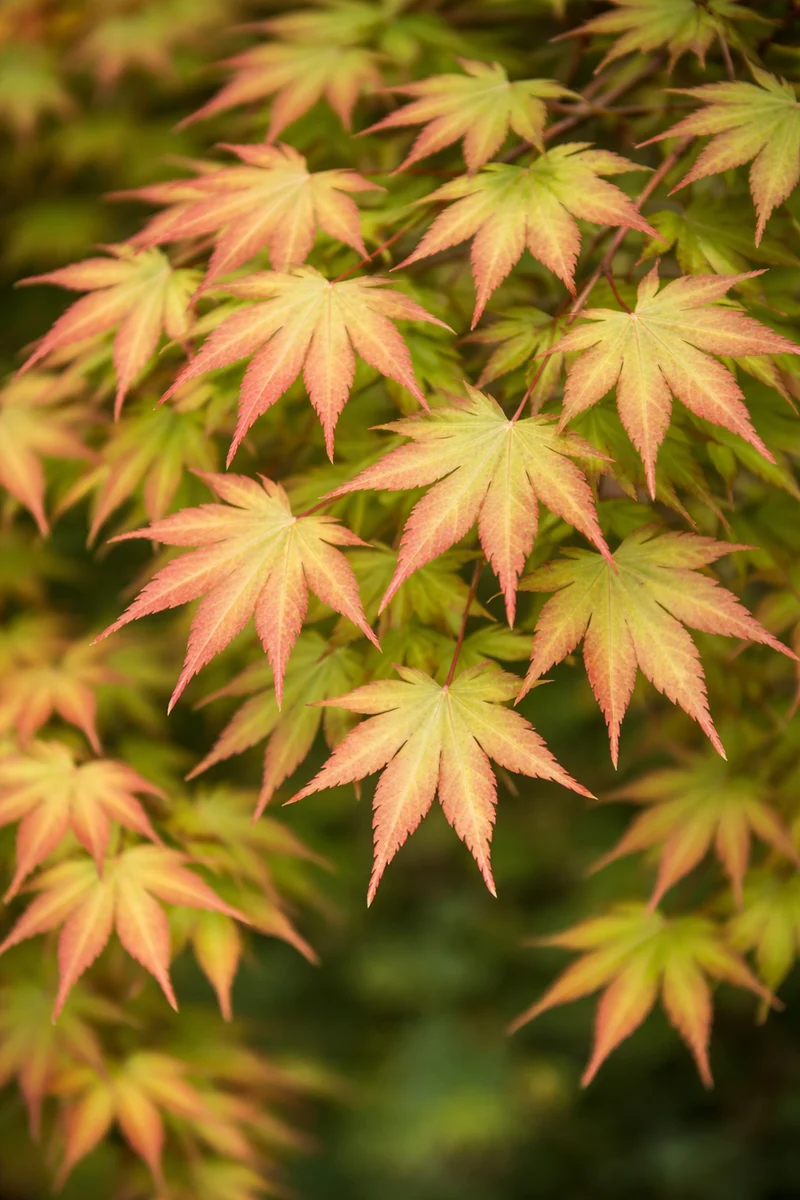 Érable pleine lune ‘Autumn Moon’ ( Acer shirasawanum ‘Autumn Moon’)