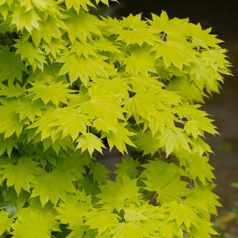 Érable pleine lune doré ‘Aureum’ ( Acer shirasawanum ‘Aureum’)