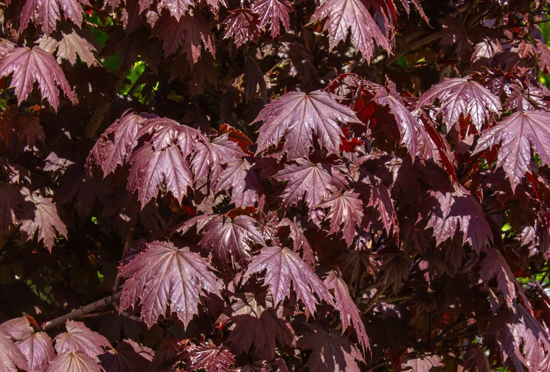 Érable de Norvège Crimson Sentry ( Acer platanoides ‘Crimson Sentry’)