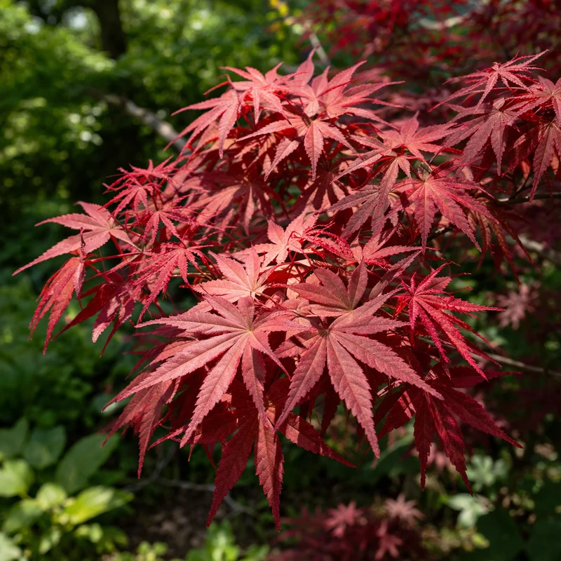 Érable japonais Twombly’s Red Sentinel ( Acer palmatum ‘Twombly’s Red Sentinel’)