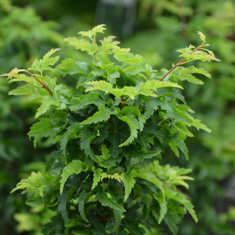 Érable japonais Shishigashira ( Acer palmatum ‘Shishigashira’)