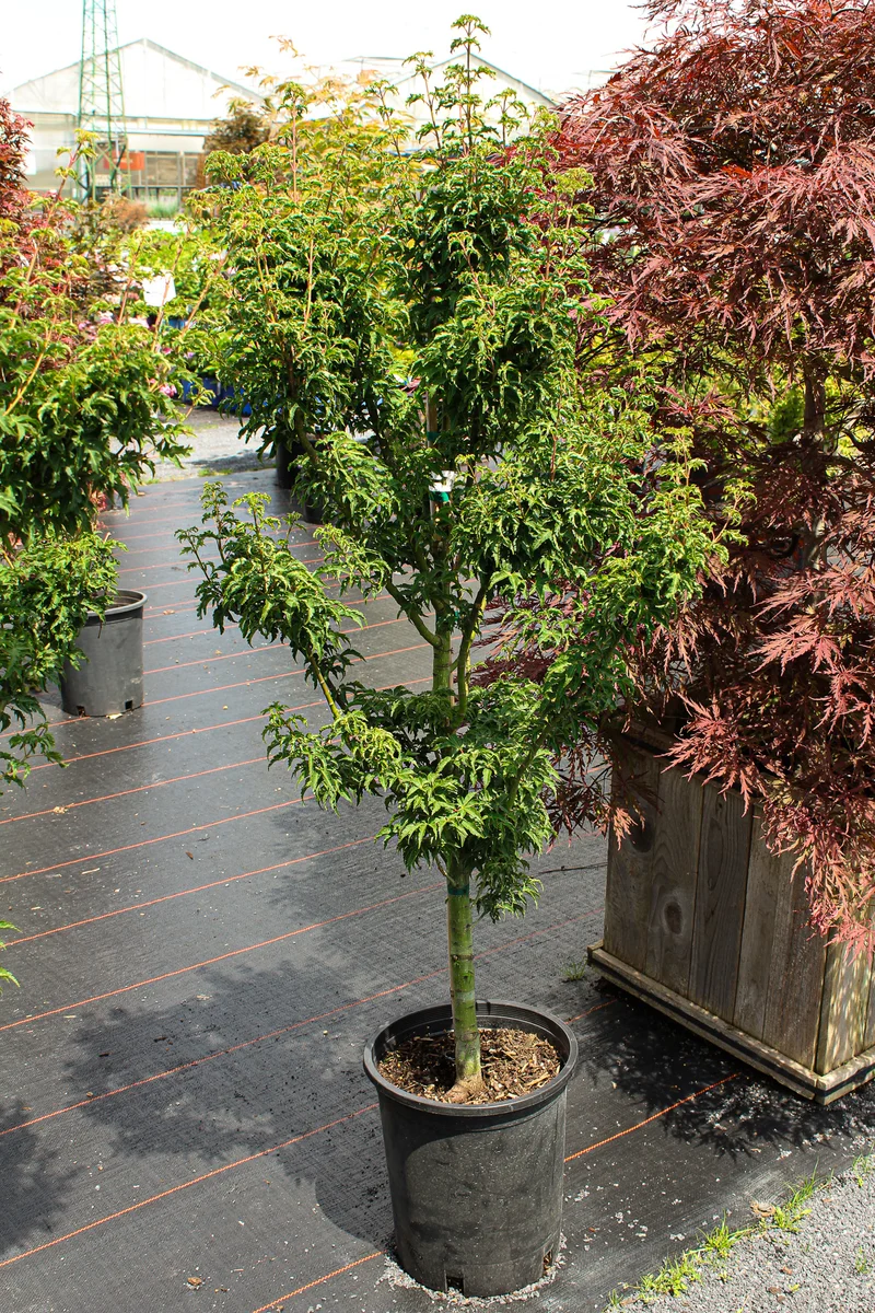 Érable japonais Shishigashira ( Acer palmatum ‘Shishigashira’)