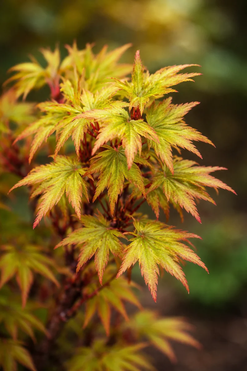 Érable japonais Sharp’s Pygmy ( Acer palmatum ‘Sharp’s Pygmy’)