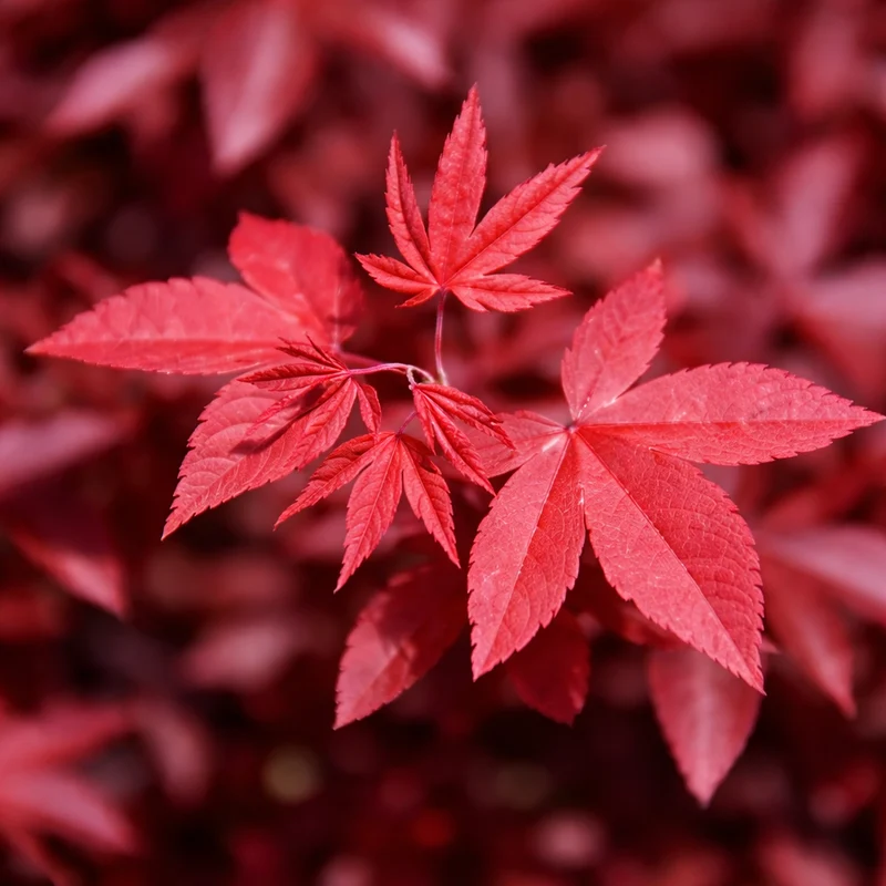 Érable du Japon ‘Rhode Island Red’ ( Acer palmatum ‘Rhode Island Red’)