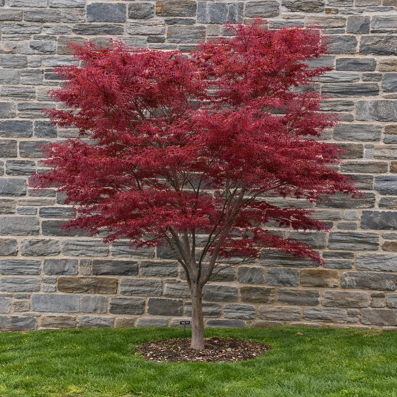Érable du Japon ‘Red Spider’ ( Acer palmatum ‘Red Spider’)
