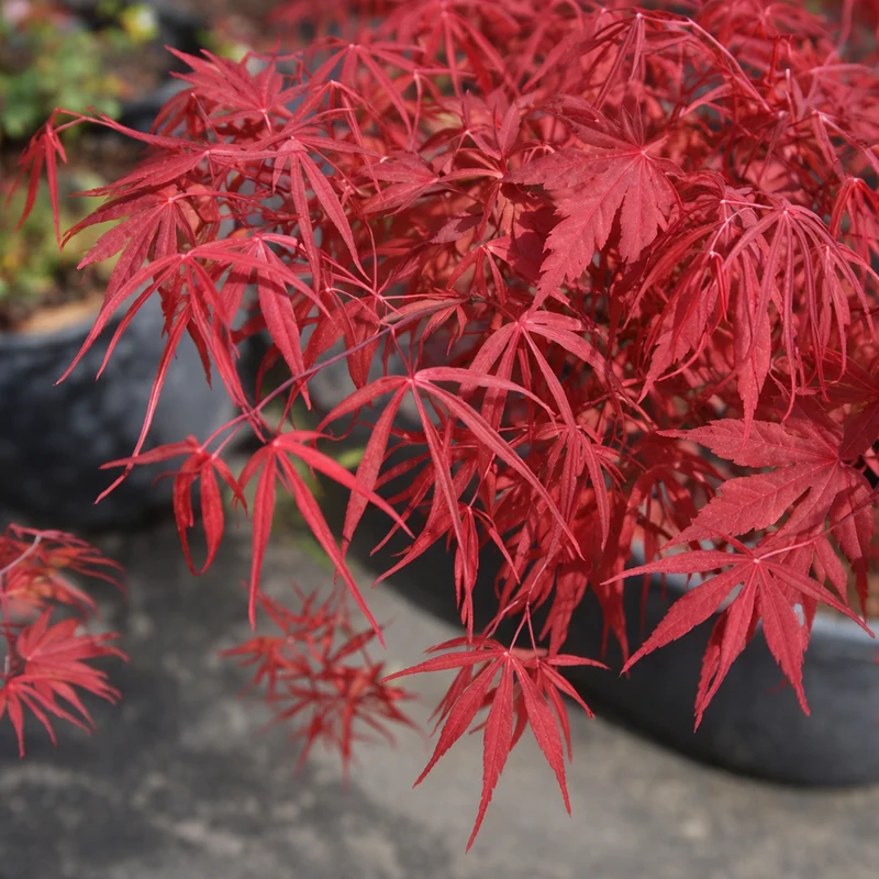 Érable du Japon ‘Red Spider’ ( Acer palmatum ‘Red Spider’)