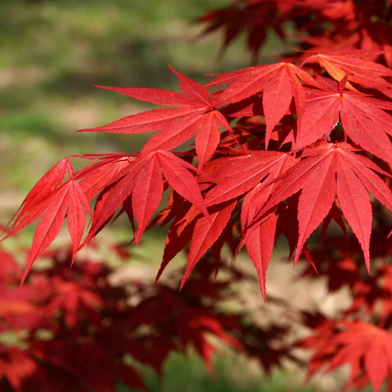 Érable du Japon ‘Oshio Beni’ ( Acer palmatum ‘Oshio Beni’)