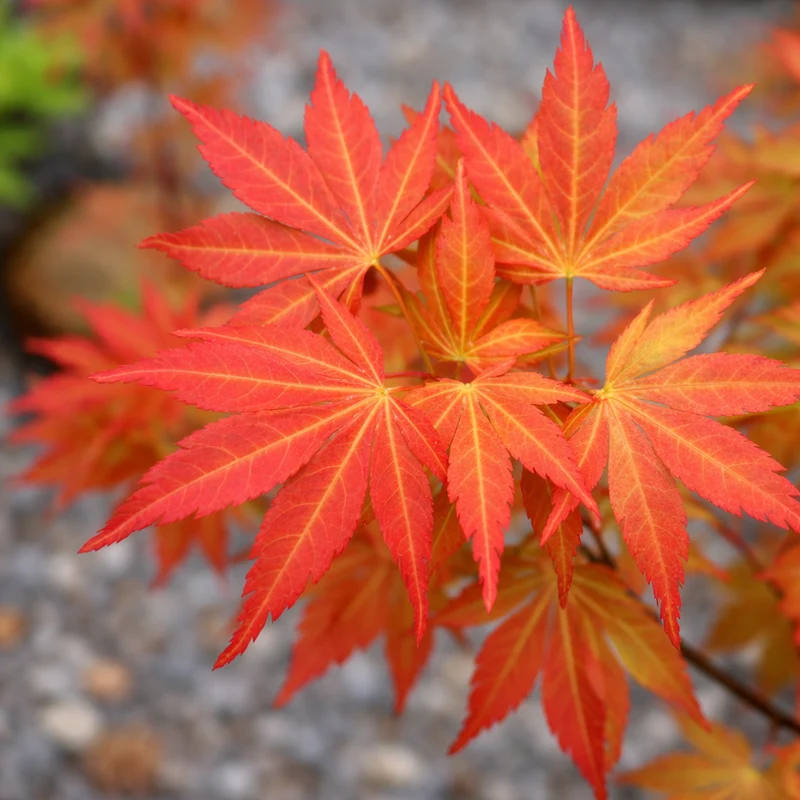 Érable du Japon ‘Orange Flame’ ( Acer palmatum ‘Orange Flame’)