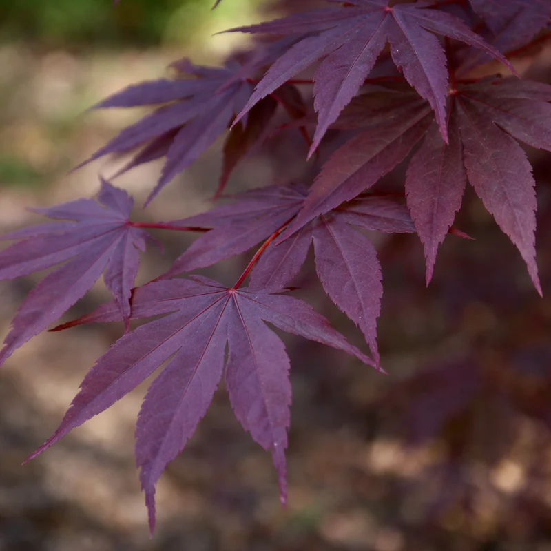 Érable du Japon ‘Moonfire’ ( Acer palmatum ‘Moonfire’)