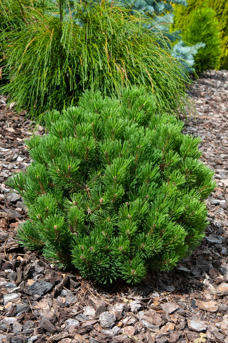 Pin de montagne ‘Sherwood Compacta’ ( Pinus mugo ‘Sherwood Compacta’)