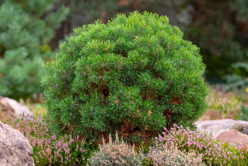 Pin de montagne ‘Pumilio’ ( Pinus mugo ‘Pumilio’)