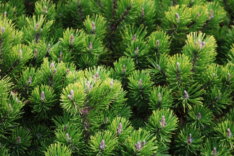 Pin de montagne ‘Pumilio’ ( Pinus mugo ‘Pumilio’)