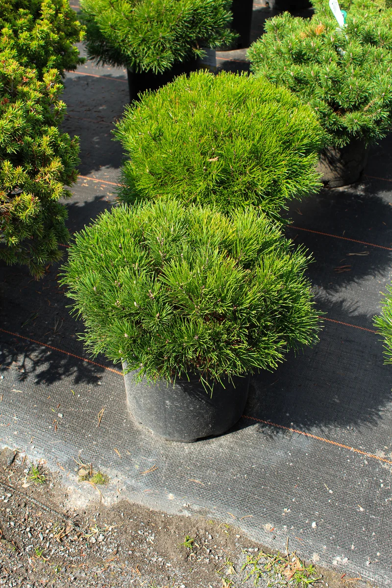 Pin de montagne ‘Pumilio’ ( Pinus mugo ‘Pumilio’)