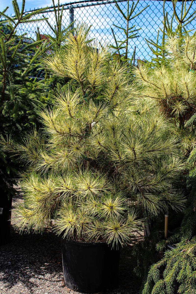 Pin rouge du Japon ‘Golden Ghost’ ( Pinus densiflora ‘Golden Ghost’)