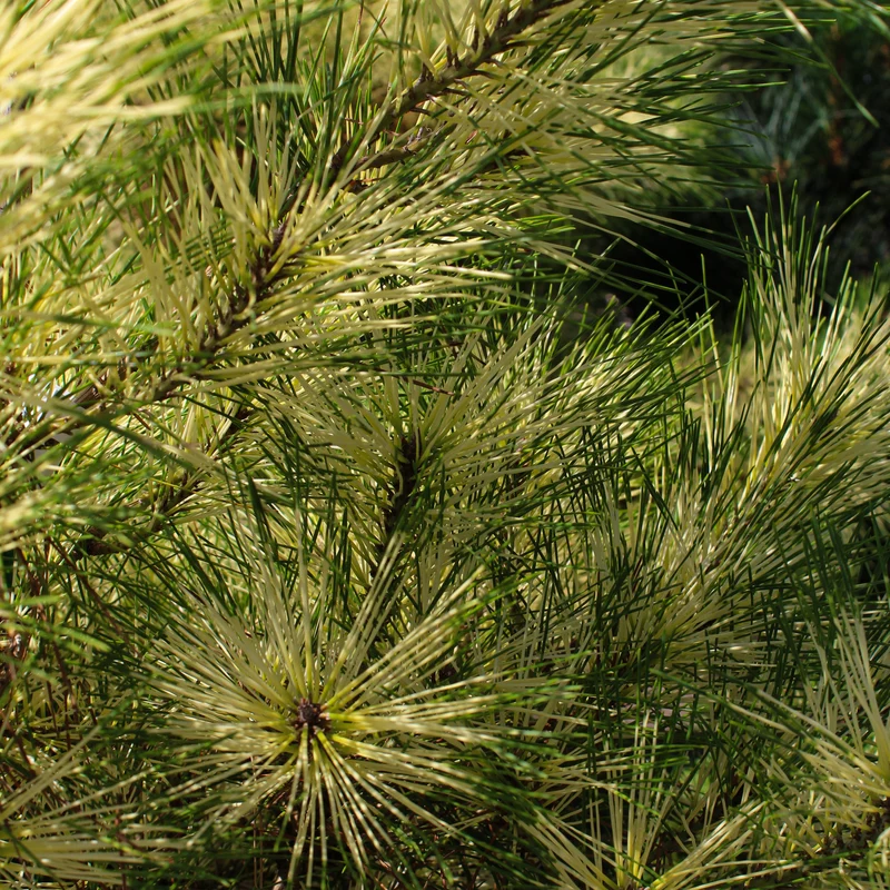 Pin rouge du Japon ‘Golden Ghost’ ( Pinus densiflora ‘Golden Ghost’)