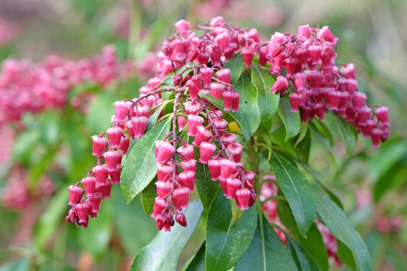 Andromède du Japon ‘Valley Valentine’ ( Pieris japonica ‘Valley Valentine’)