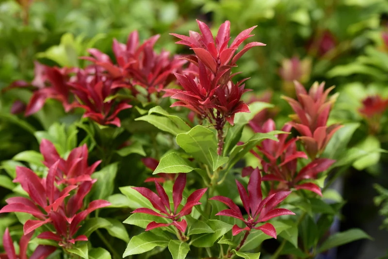 Andromède du Japon ‘Mountain Fire’ ( Pieris japonica ‘Mountain Fire’)