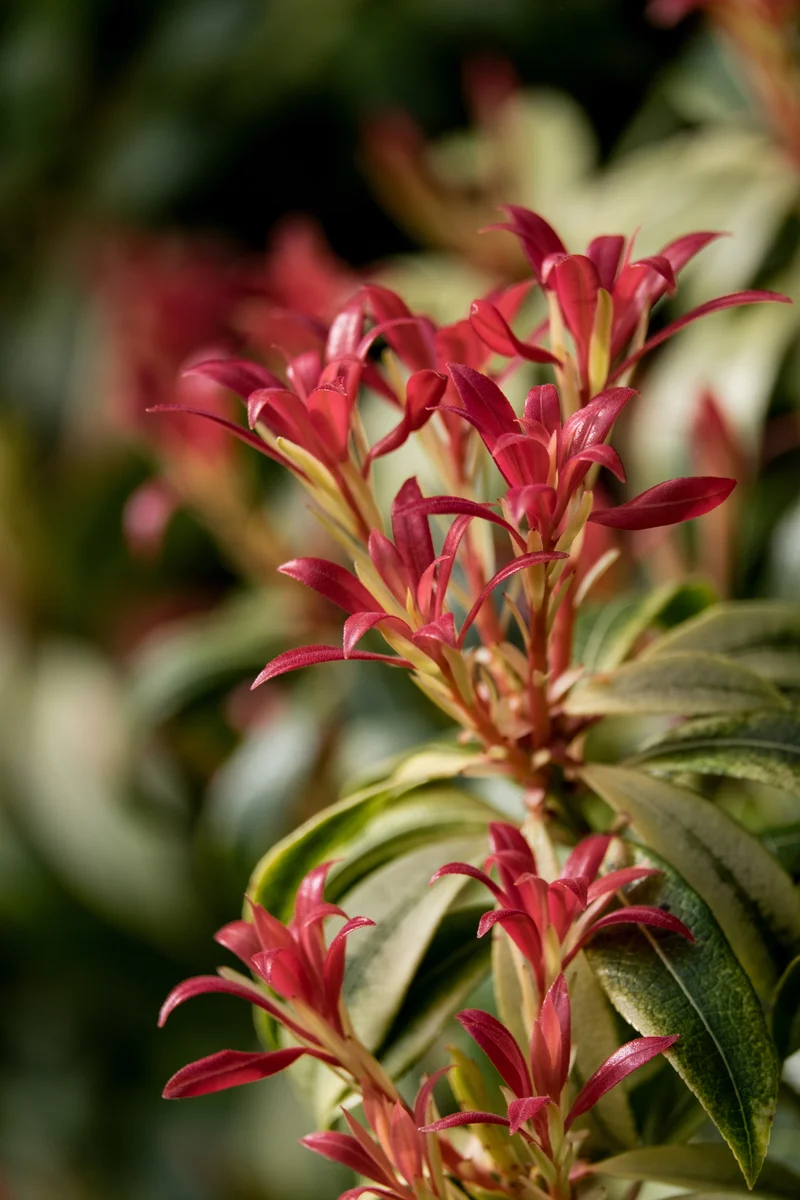 Andromède du Japon ‘Flaming Silver’ ( Pieris japonica ‘Flaming Silver’)