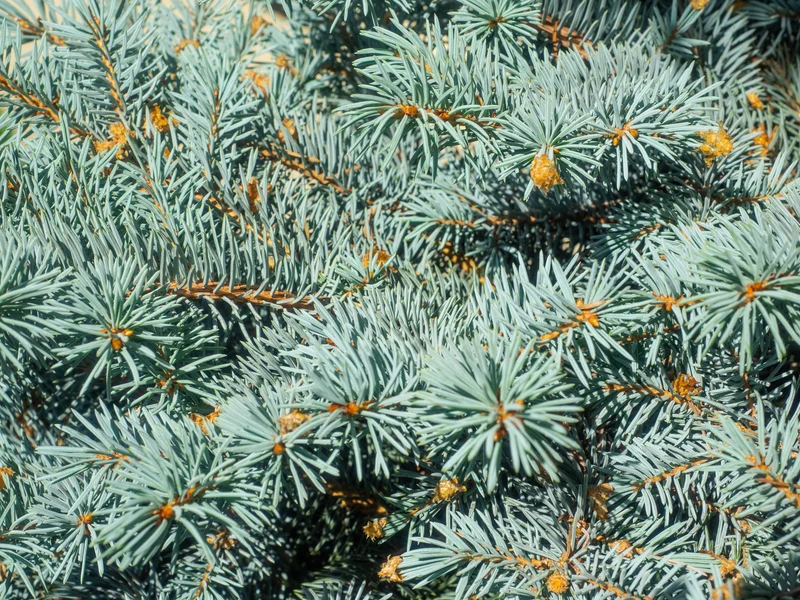 Épinette bleue du Colorado ‘Thume’ ( Picea pungens ‘Thume’)